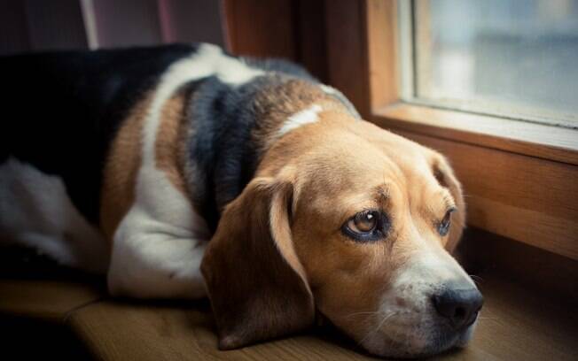 Do Dogs Miss Us When We’re Gone? What Science Says