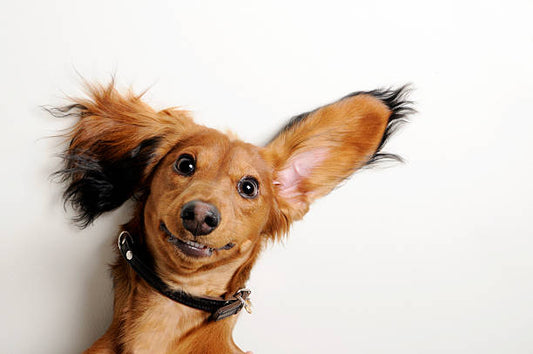 5 Fun Facts About Pets You Probably Didn’t Know